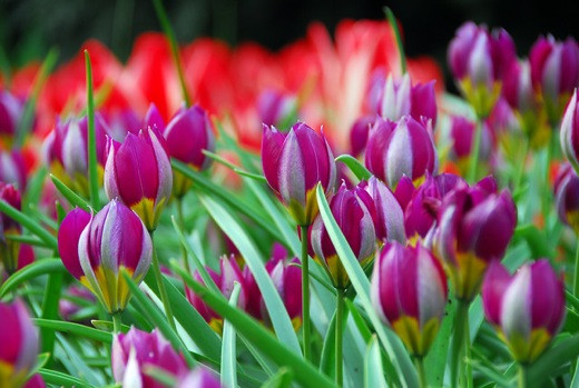 Tulip pulchella Persian Pearl, Tulipa Persian Pearl. Tulipa pulchella, bulbs that naturalize, perennial bulbs